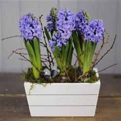 A Hyacinth Planter