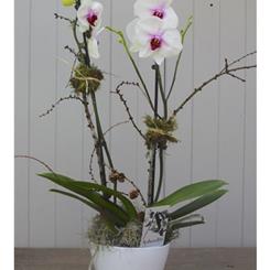 Orchid Plant