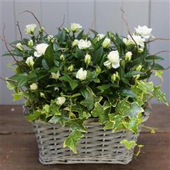 Rose Planted Basket (colour varies)