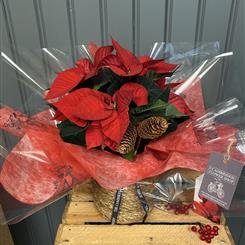 Poinsettia Gift
