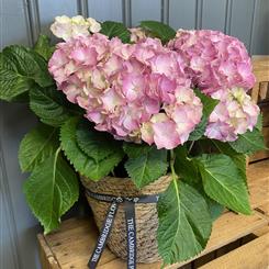 Hydrangea in a seagrass pot cover
