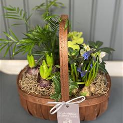 Winter Basket with Spring Bulbs