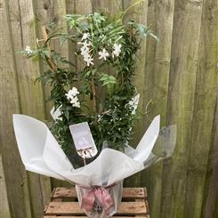 Scented Jasmine Plant
