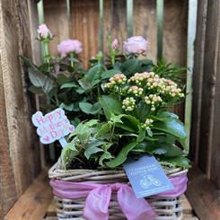 Mothers Day Planted Basket