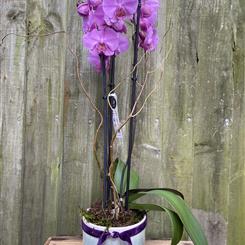Pink Phalaenopsis Orchid in a ceramic pot 
