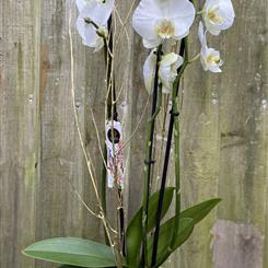 White Phalaenopsis Orchid in a ceramic pot