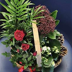 Planted Basket of House Plants