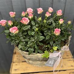 Luxury Rose Basket