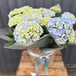 Blue Hydrangea in a Seagrass Basket