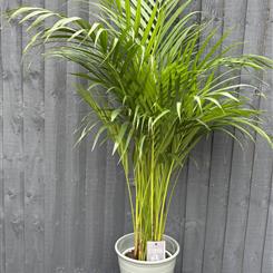 Areca Palm
