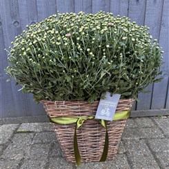 Chrysanthemum Basket 